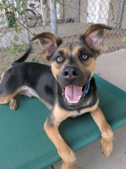 Burch 51135, Adoptable, Adult Male Mixed Breed.