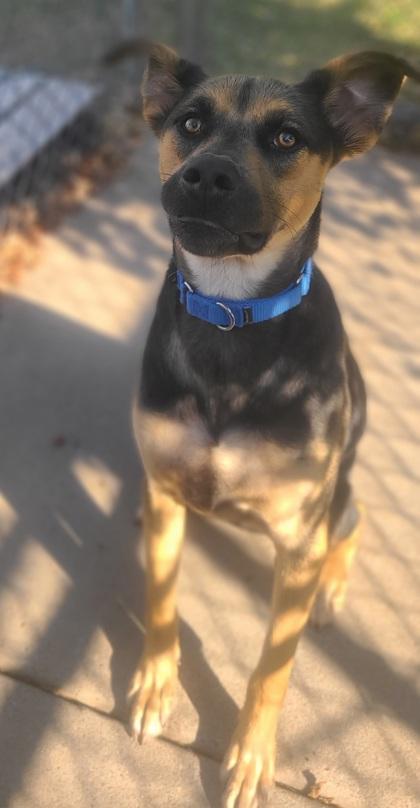 Burch 51135, a Adoptable Mixed Breed in Oklahoma City, OK image 2/2