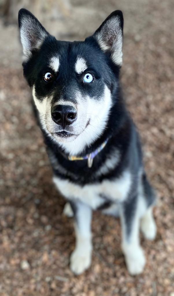 Simba, Adoptable, Adult Male Husky & Mixed Breed.