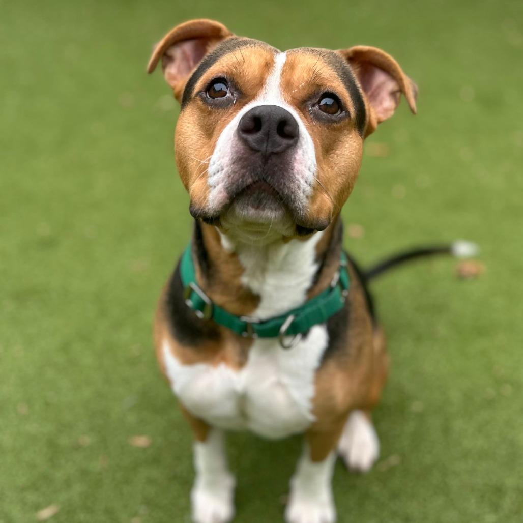 Enlarge Bruno, a Adoptable mixed breed in Greensboro, NC image 1/6