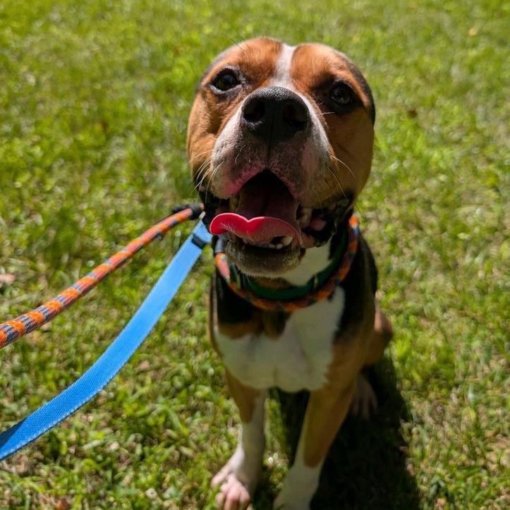 Enlarge Bruno, a Adoptable mixed breed in Greensboro, NC image 2/6
