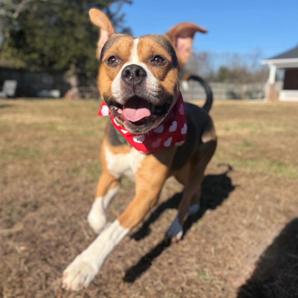 Enlarge Bruno, a Adoptable mixed breed in Greensboro, NC image 3/6