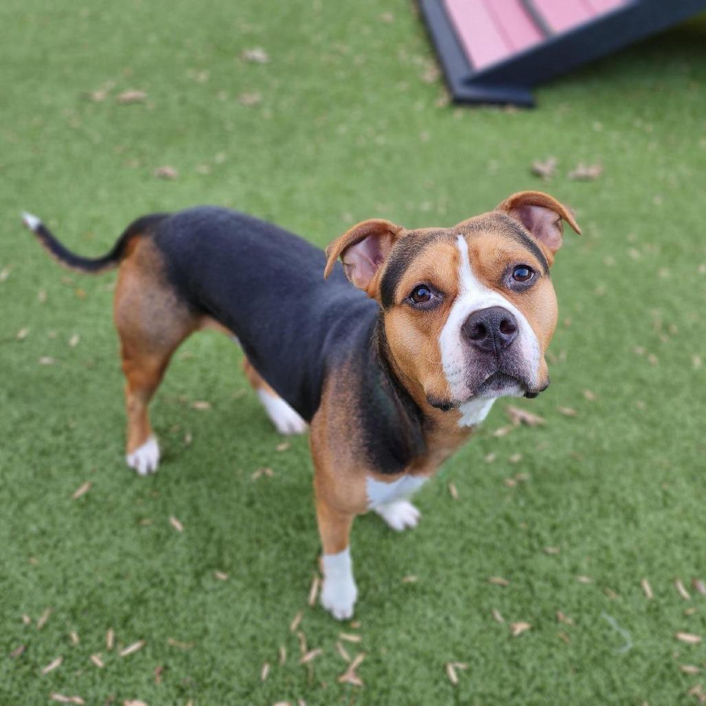 Enlarge Bruno, a Adoptable mixed breed in Greensboro, NC image 4/6