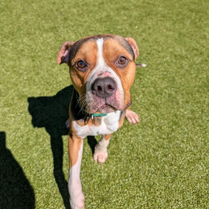 Enlarge Bruno, a Adoptable mixed breed in Greensboro, NC image 5/6