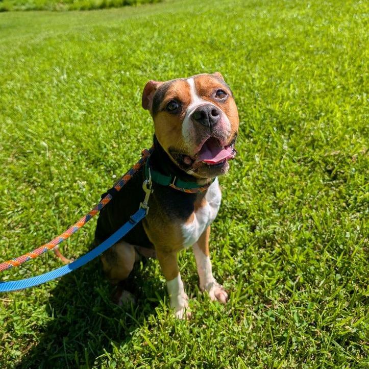 Enlarge Bruno, a Adoptable mixed breed in Greensboro, NC image 6/6