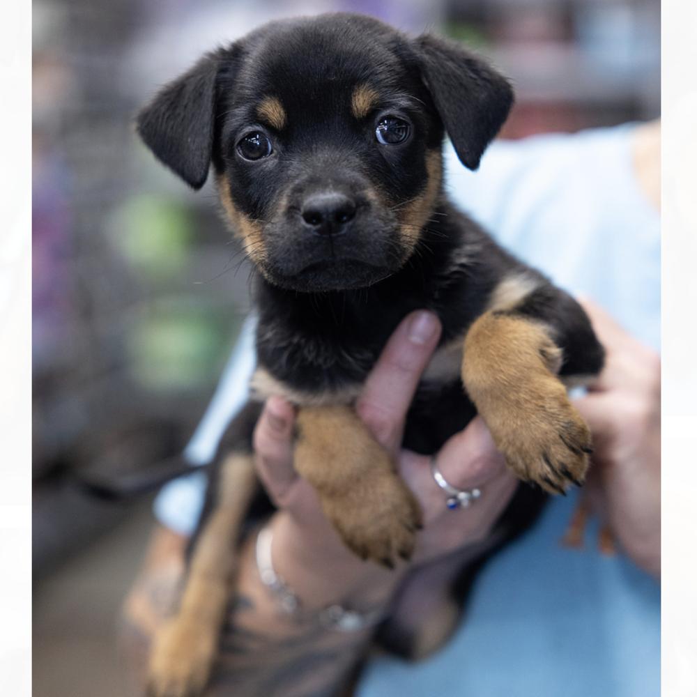 Phoenix, Adoptable, Puppy Male Shepherd.