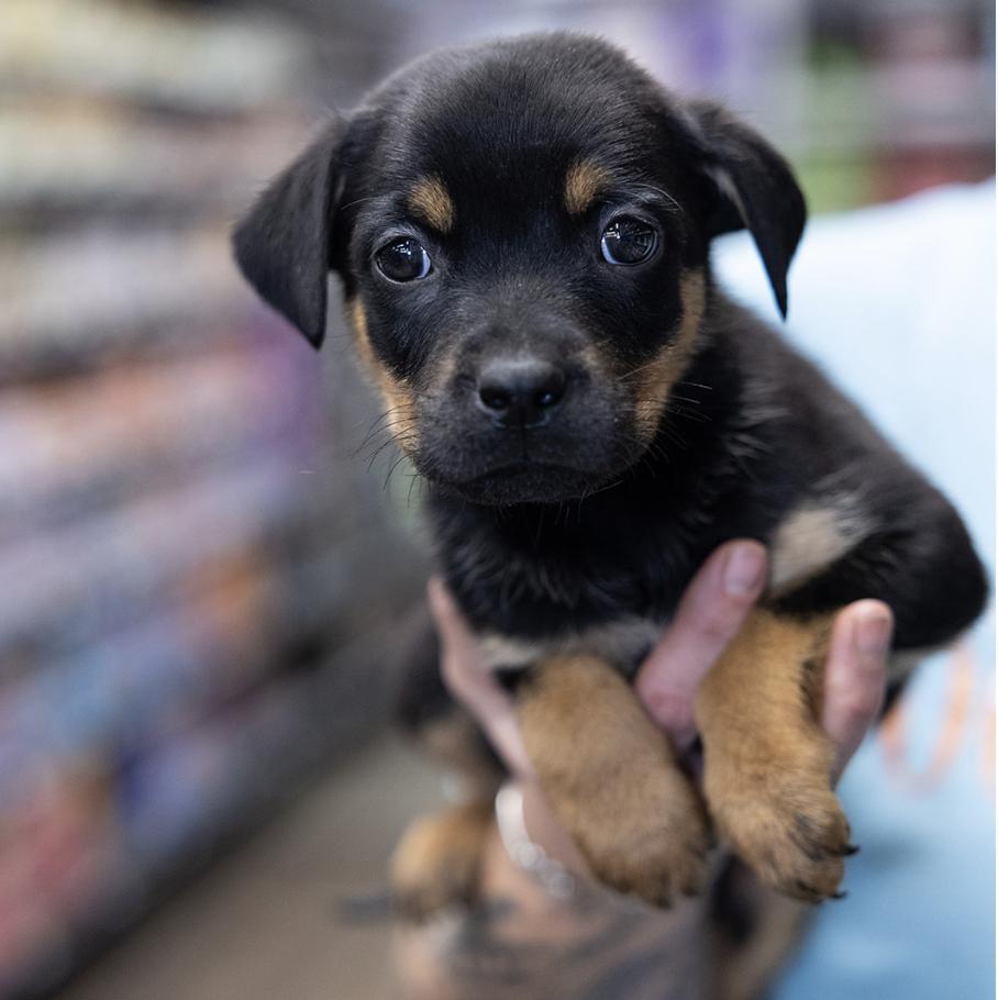 Enlarge Phoenix, a Adoptable mixed breed in Clovis, NM image 2/2