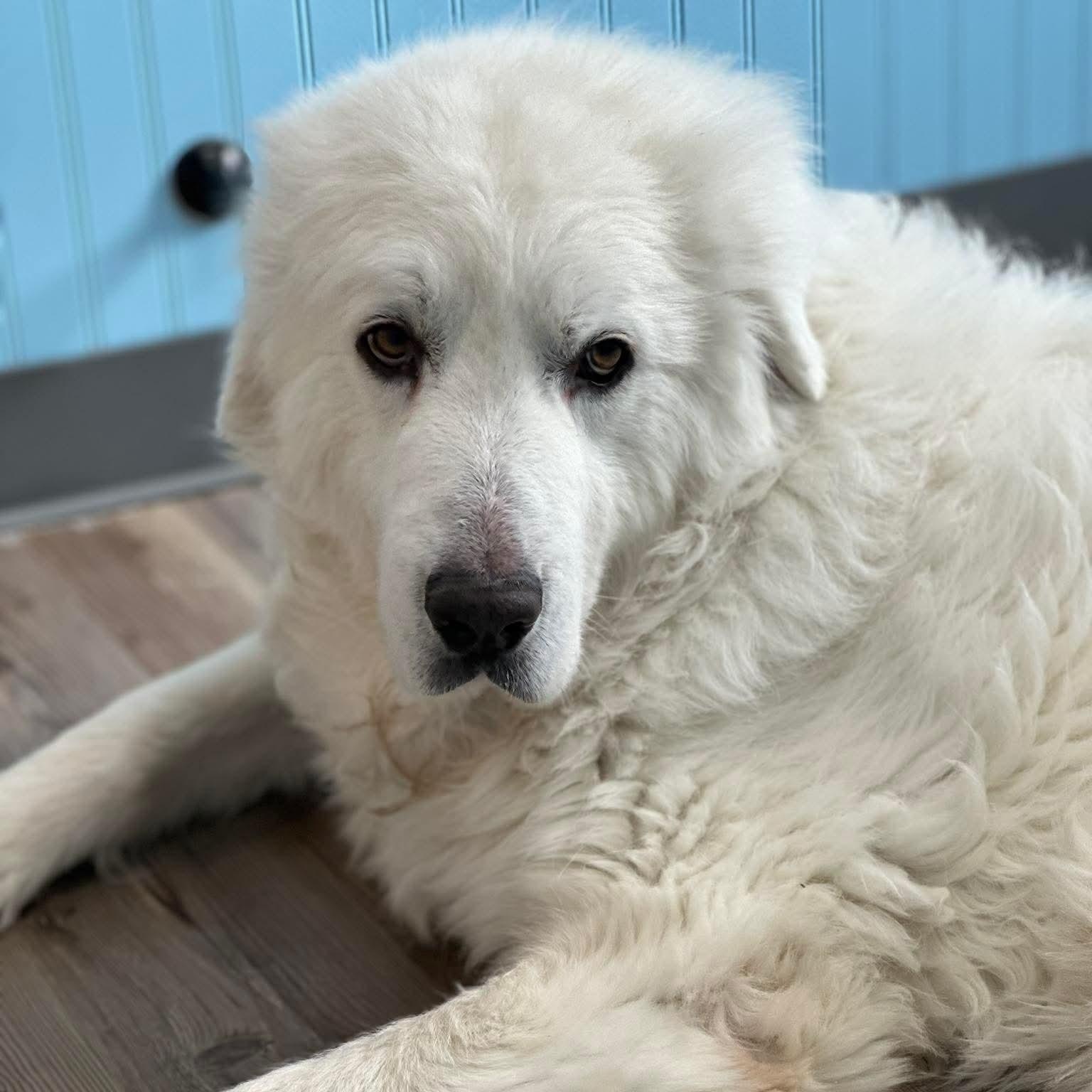 Odin — thumbnail 4