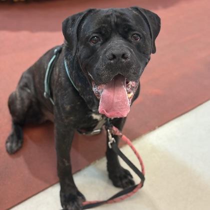Enlarge Slow Mo, a Adoptable mixed breed in Richmond, VA image 1/3