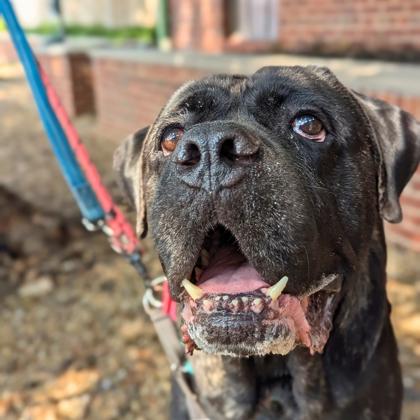 Enlarge Slow Mo, a Adoptable mixed breed in Richmond, VA image 2/3
