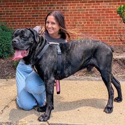 Enlarge Slow Mo, a Adoptable mixed breed in Richmond, VA image 3/3