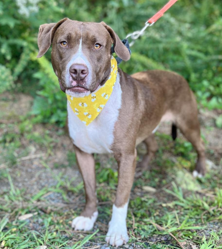 Yoshi, a Adoptable mixed breed in Ellijay, GA image 1/3
