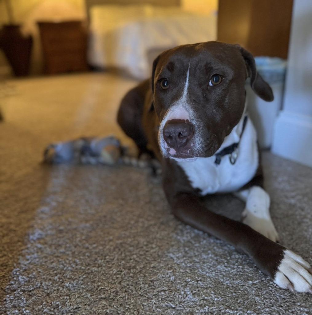 Yoshi, a Adoptable mixed breed in Ellijay, GA image 2/3