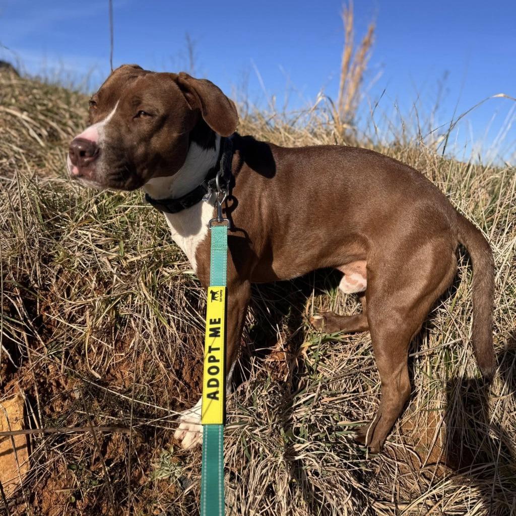 Yoshi, a Adoptable mixed breed in Ellijay, GA image 3/3