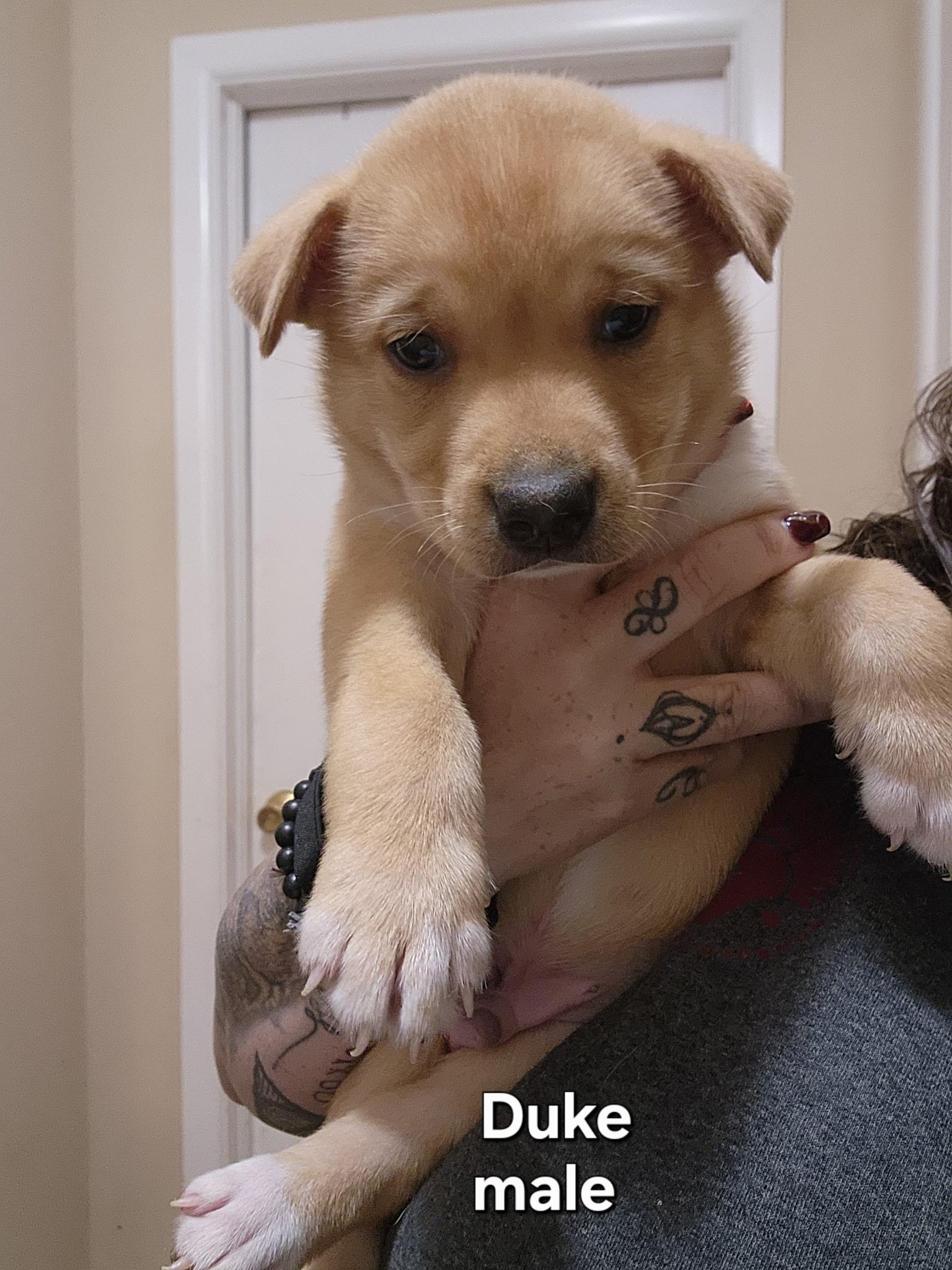 Enlarge Duke, a ADOPTABLE mixed breed in Watertown, CT image 3/3