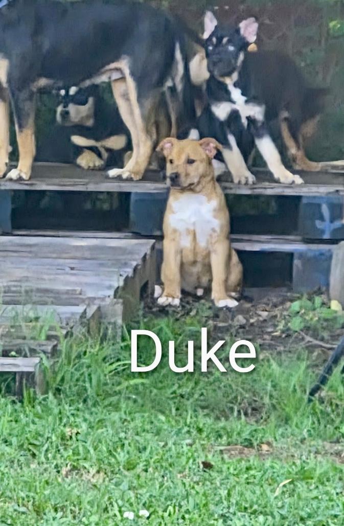 Enlarge Duke, a ADOPTABLE mixed breed in Watertown, CT image 1/3