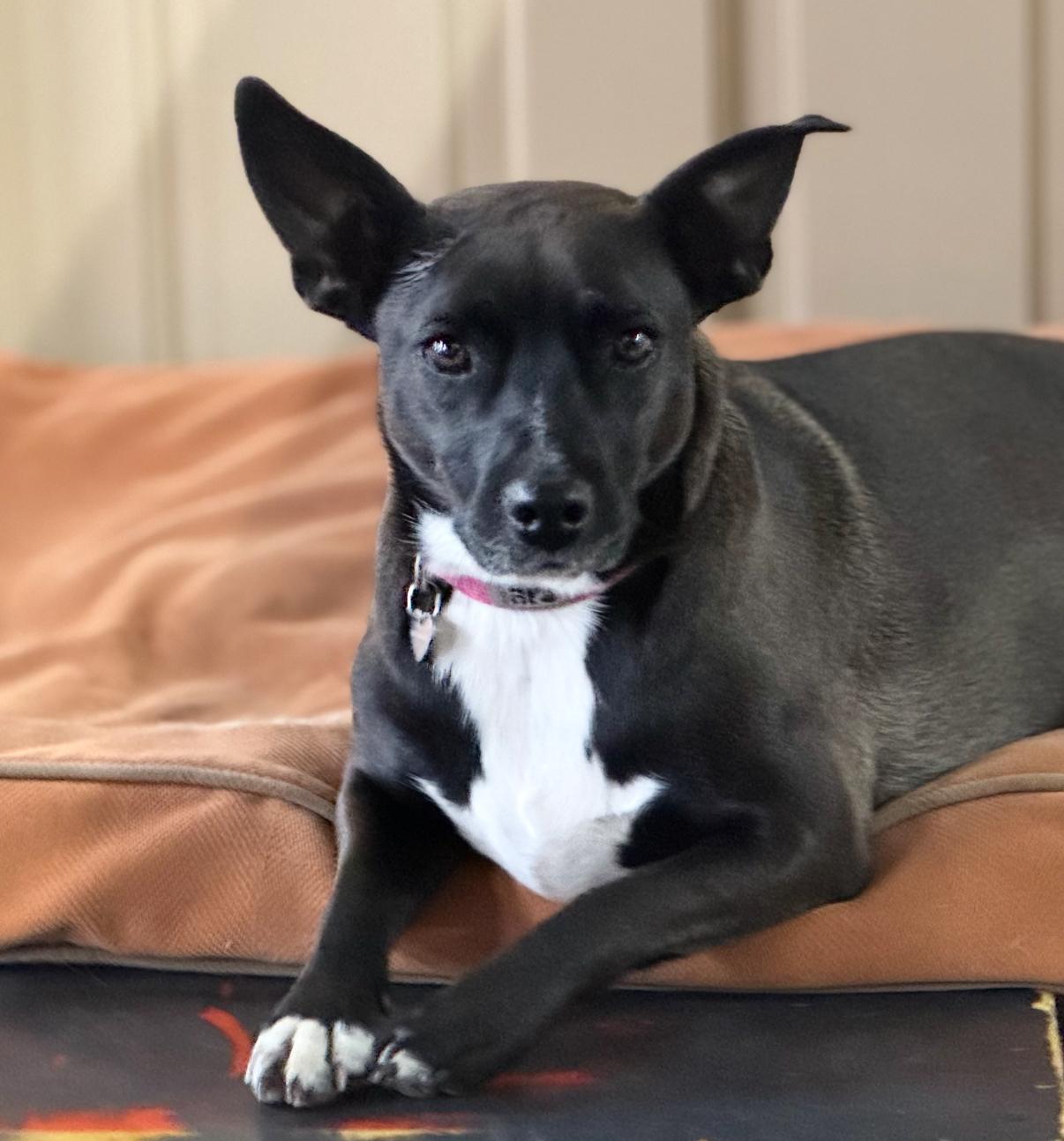 Bertie, Adoptable, Adult Female Australian Cattle Dog / Blue Heeler.