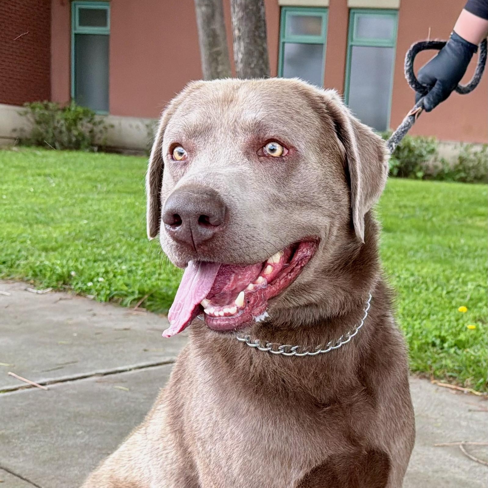 Enlarge Axel - Foster or Adopt, a ADOPTABLE Labrador Retriever in San Francisco, CA image 2/6