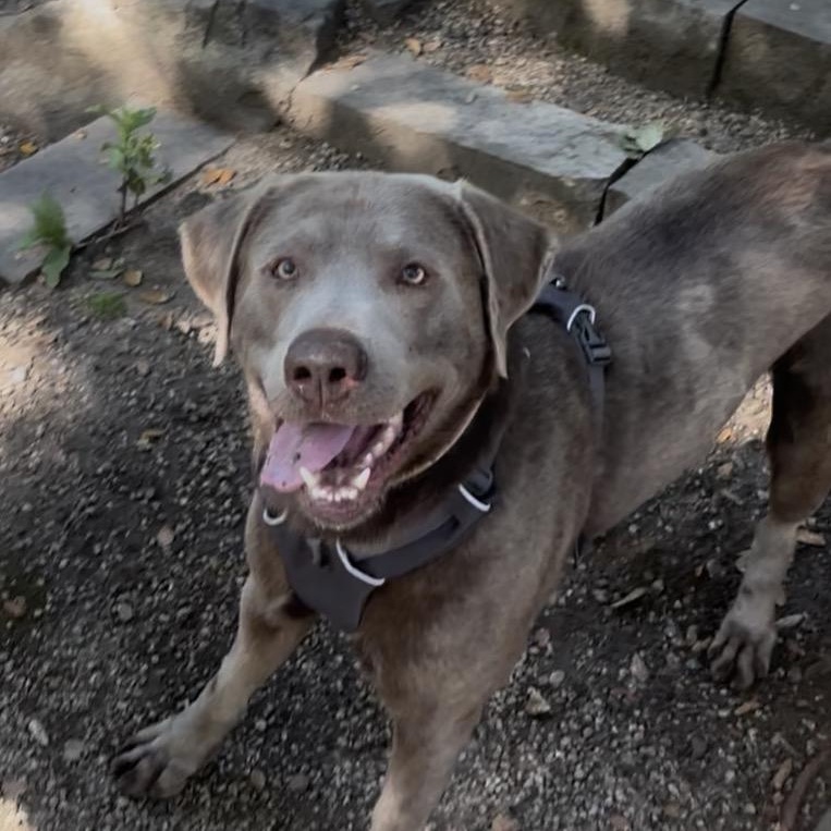 Enlarge Axel - Foster or Adopt, a ADOPTABLE Labrador Retriever in San Francisco, CA image 1/6