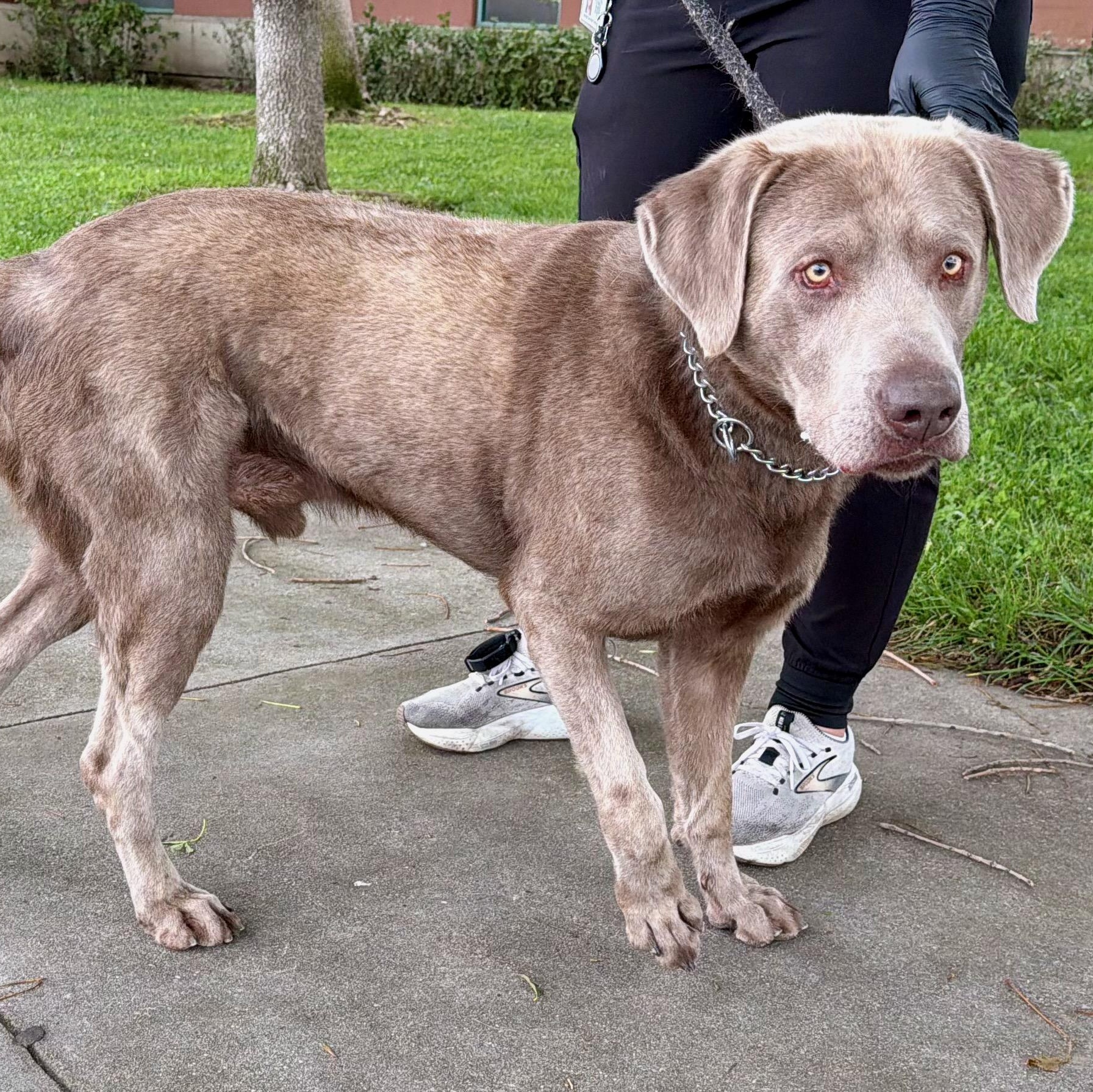 Enlarge Axel - Foster or Adopt, a ADOPTABLE Labrador Retriever in San Francisco, CA image 5/6