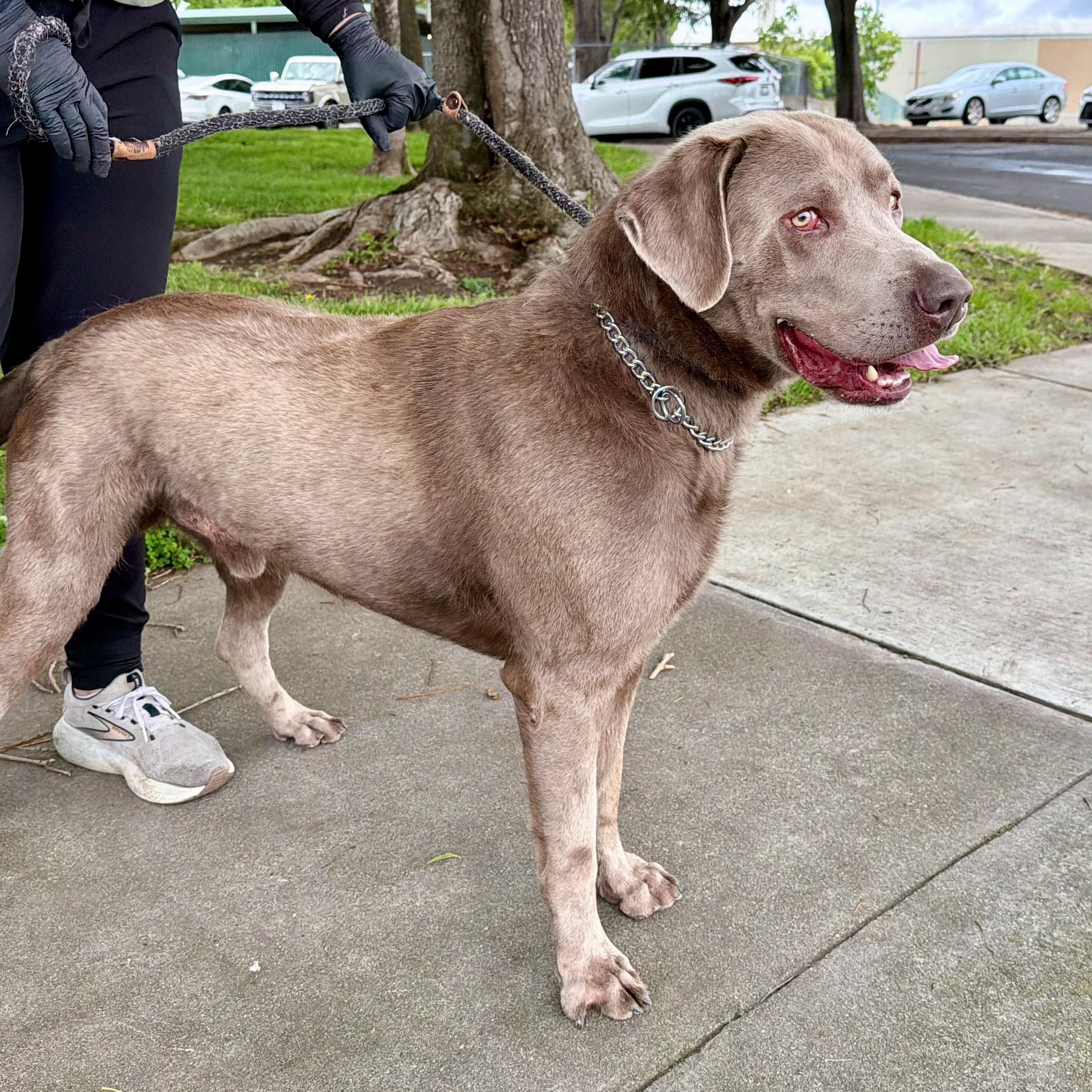 Enlarge Axel - Foster or Adopt, a ADOPTABLE Labrador Retriever in San Francisco, CA image 6/6