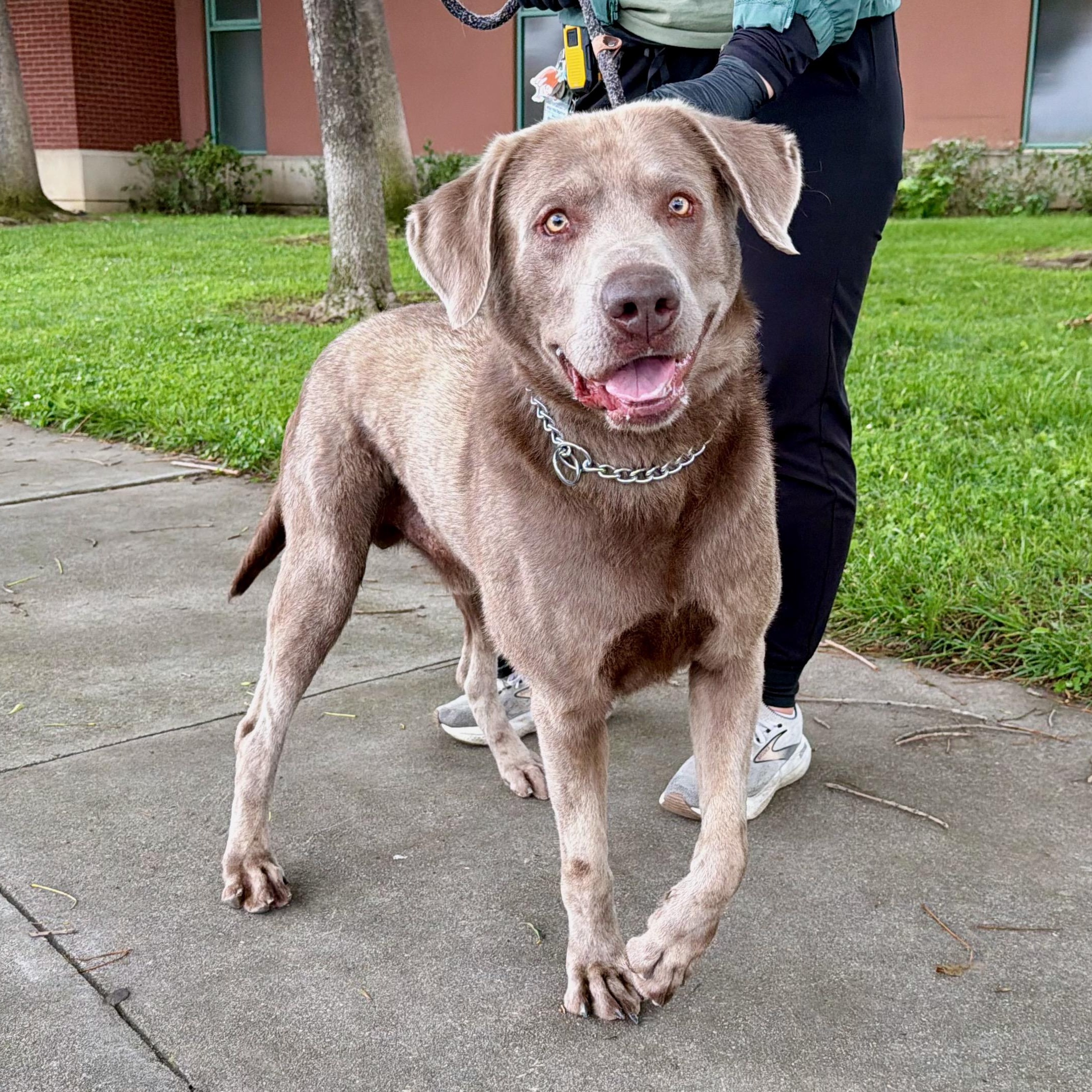 Enlarge Axel - Foster or Adopt, a ADOPTABLE Labrador Retriever in San Francisco, CA image 4/6