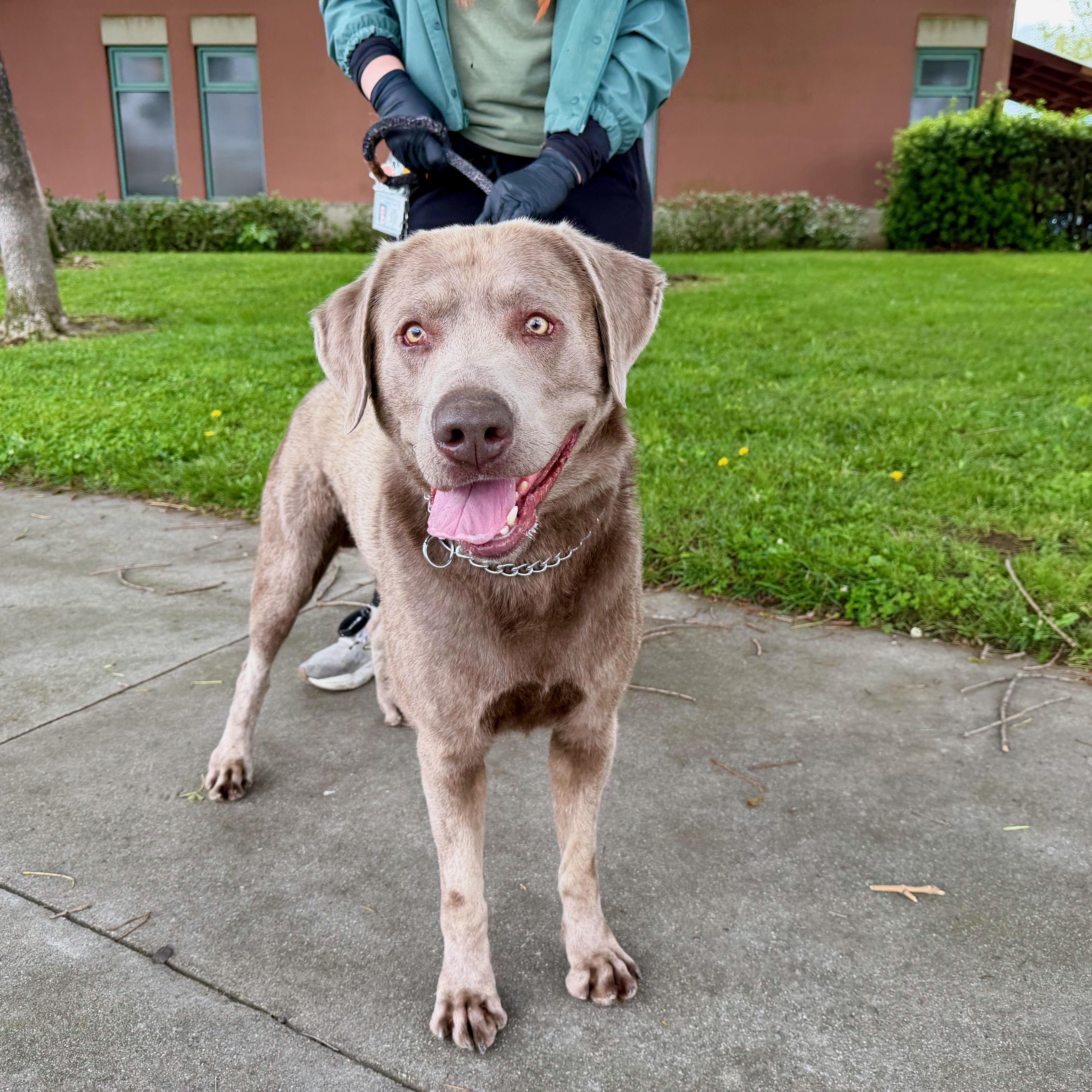 Enlarge Axel - Foster or Adopt, a ADOPTABLE Labrador Retriever in San Francisco, CA image 3/6