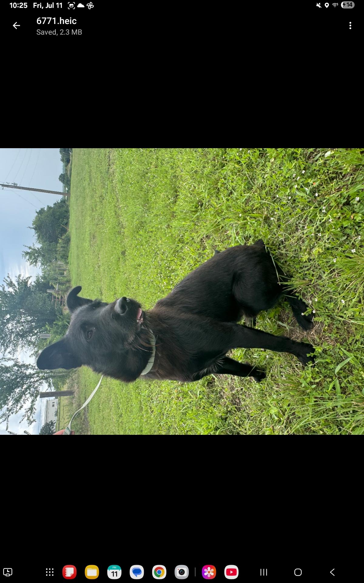 Ralph, a Adoptable Terrier in Anderson, TX image 2/3