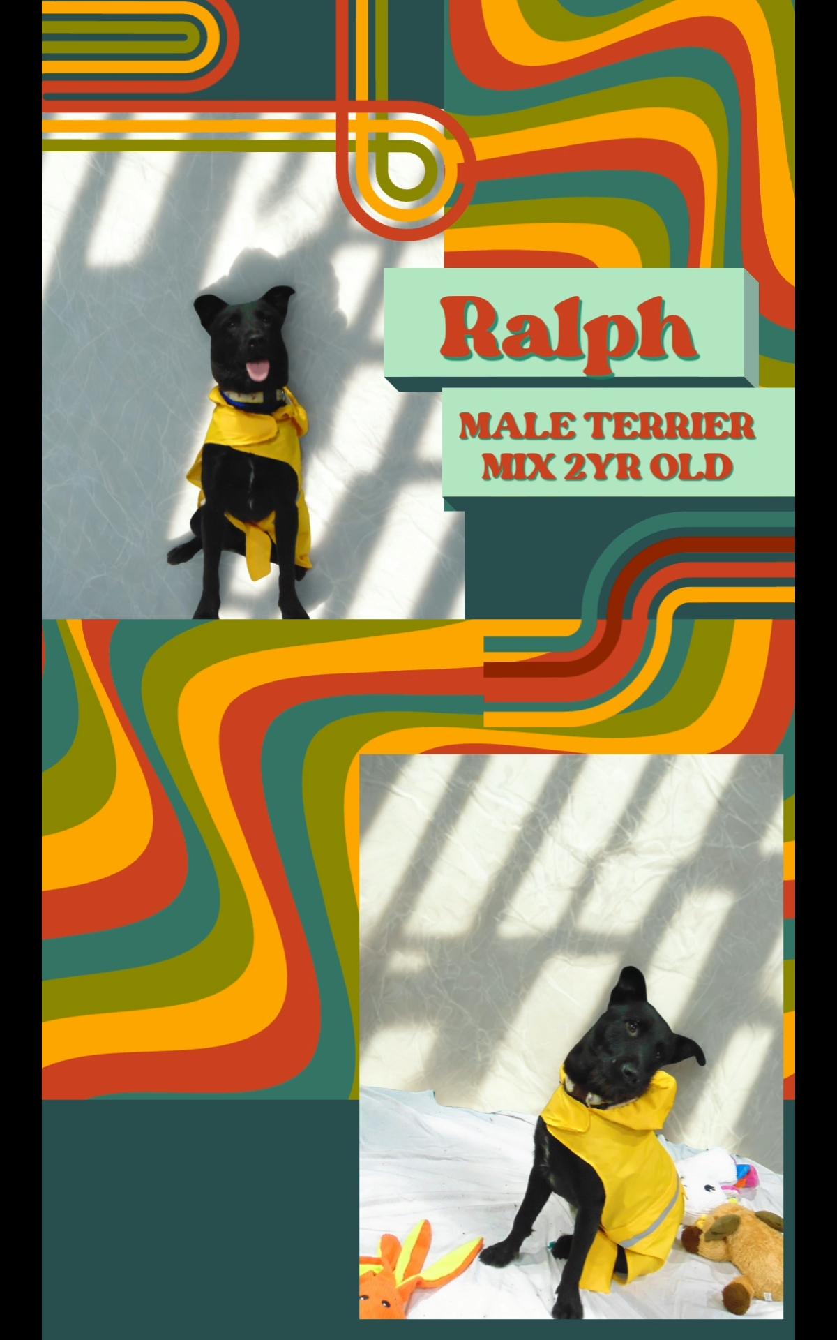 Ralph, a Adoptable Terrier in Anderson, TX image 1/3