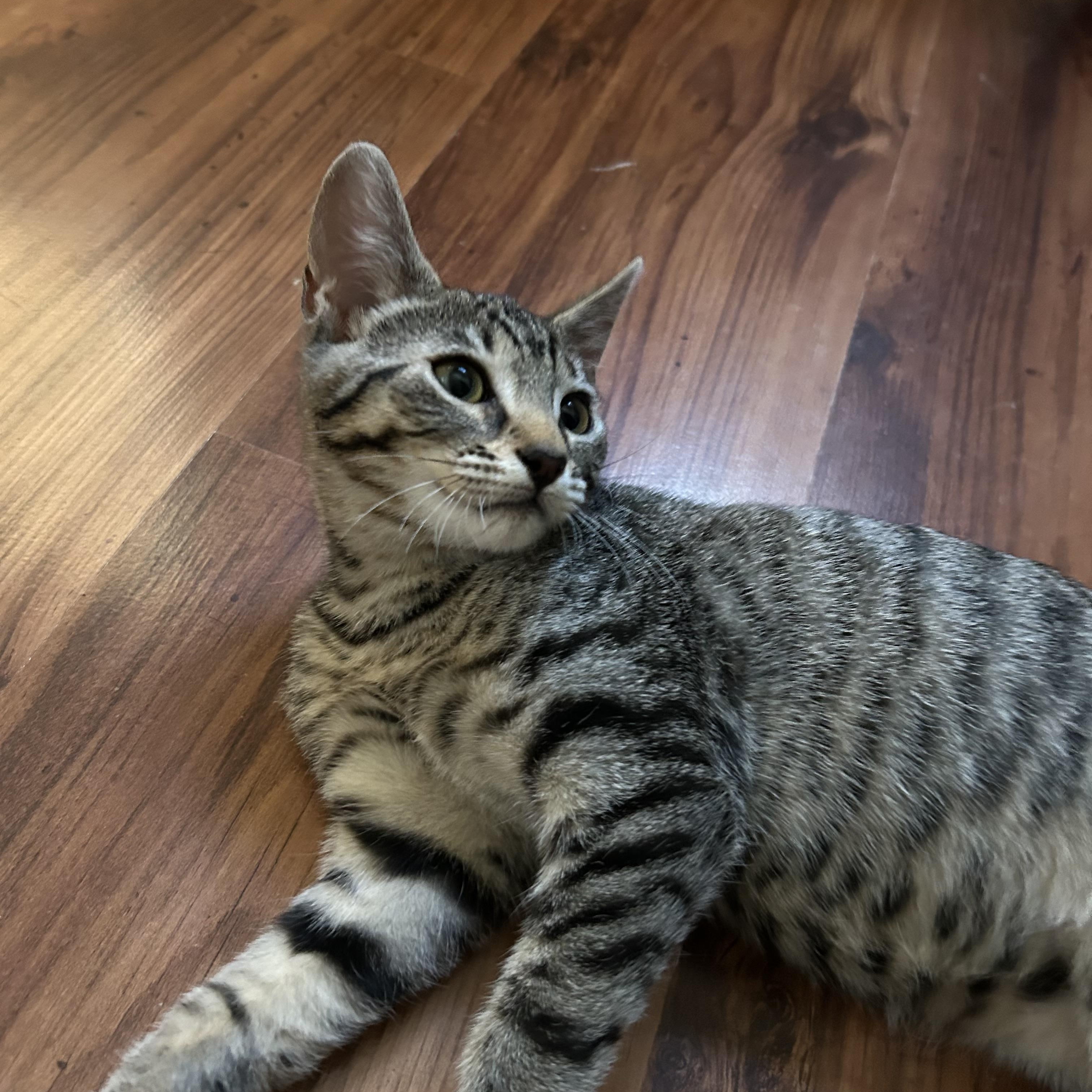 Enlarge Capicola, a Adoptable Domestic Short Hair in Davis, CA image 3/6