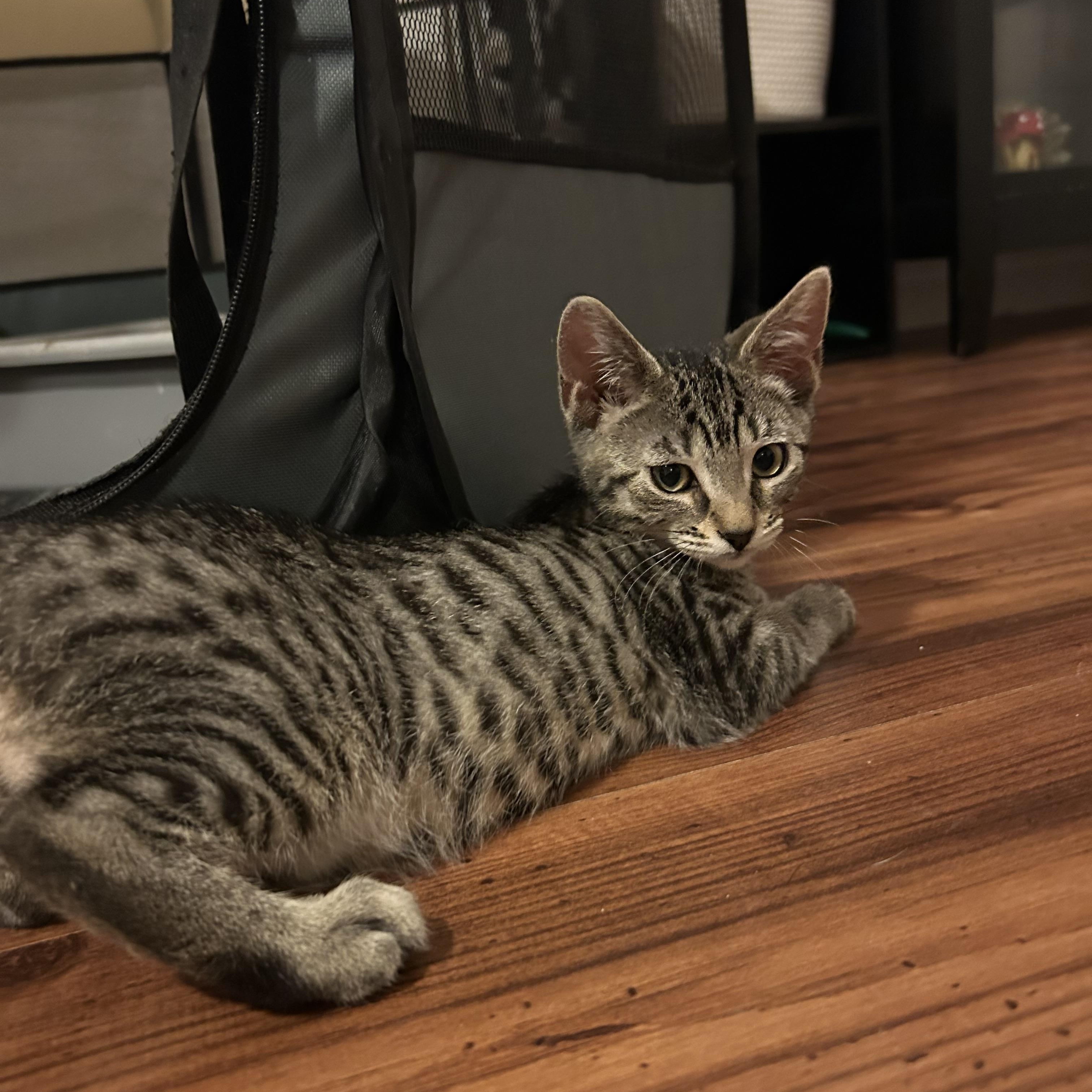 Enlarge Capicola, a Adoptable Domestic Short Hair in Davis, CA image 6/6