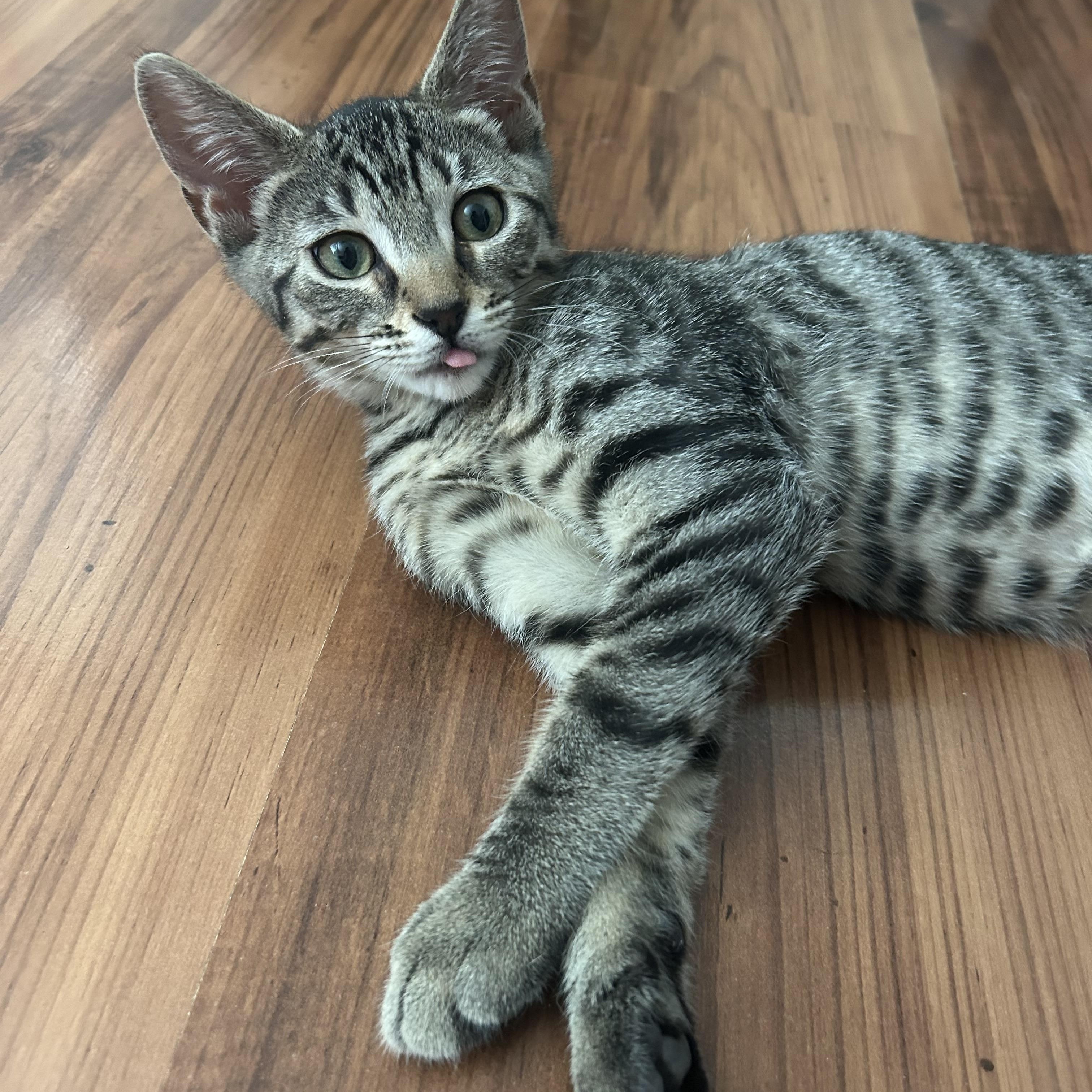 Capicola, Adoptable, Kitten Female Domestic Short Hair.