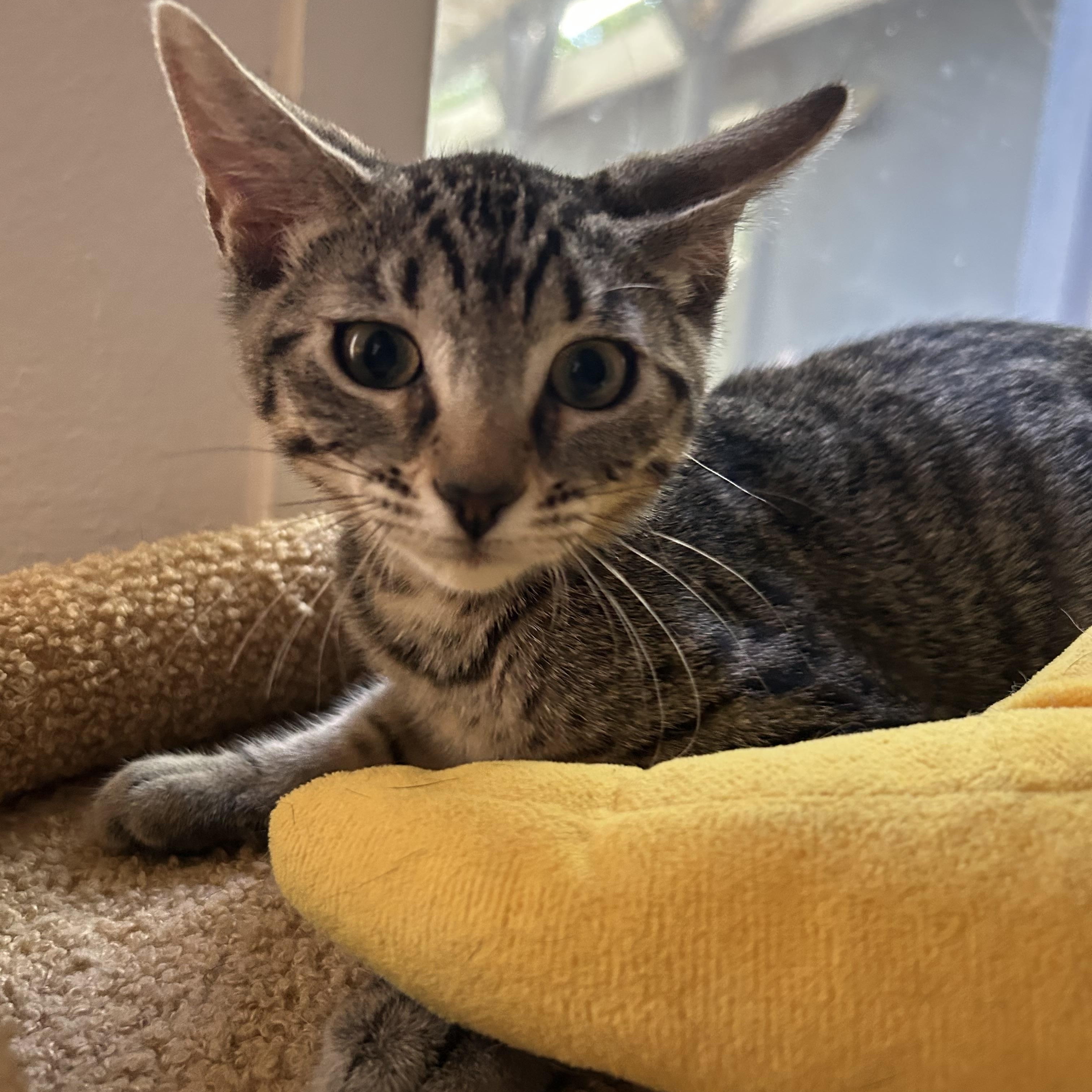Enlarge Capicola, a Adoptable Domestic Short Hair in Davis, CA image 2/6