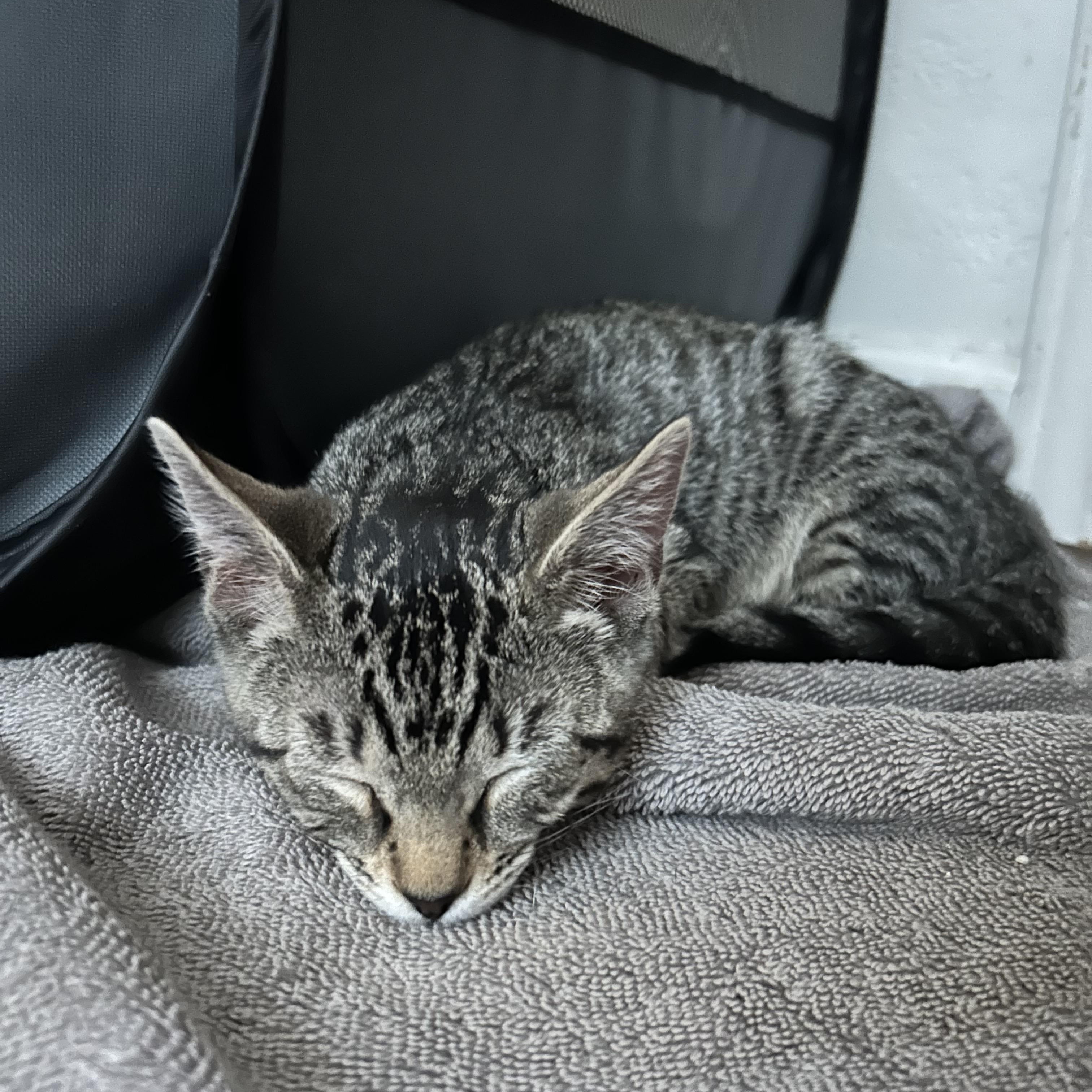 Enlarge Capicola, a Adoptable Domestic Short Hair in Davis, CA image 5/6