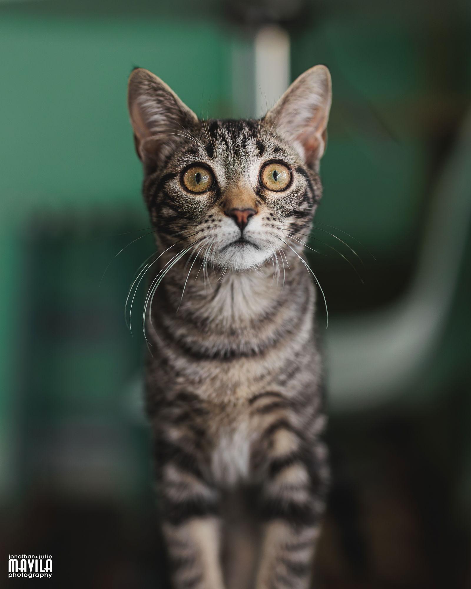 Enlarge Laffy Taffy, a Adoptable mixed breed in Lighthouse Point, FL image 1/3