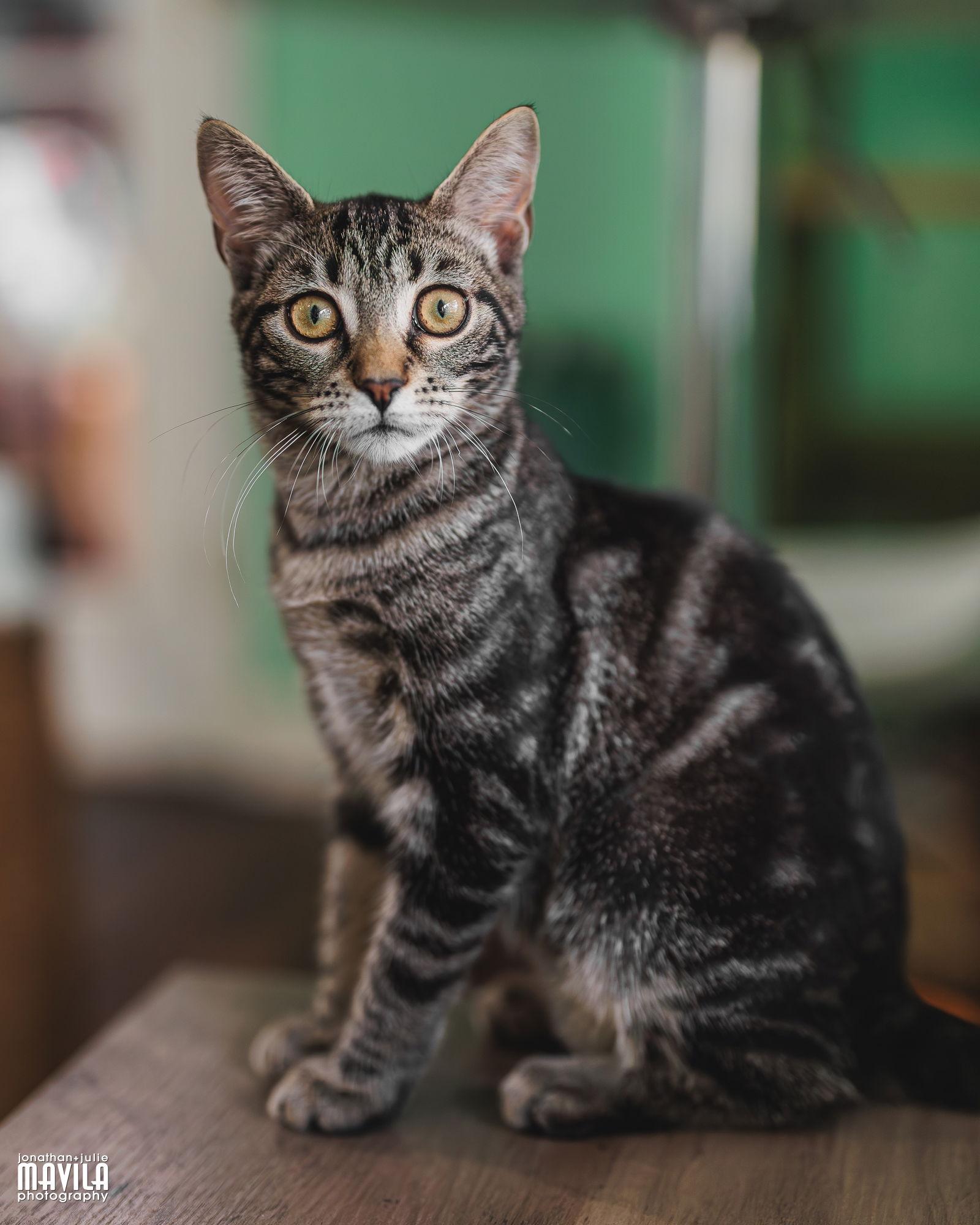 Enlarge Laffy Taffy, a Adoptable mixed breed in Lighthouse Point, FL image 2/3