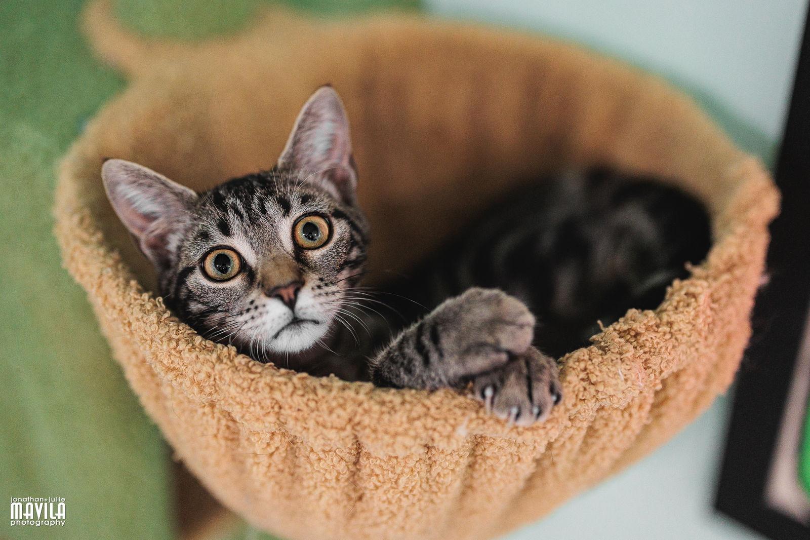 Enlarge Laffy Taffy, a Adoptable mixed breed in Lighthouse Point, FL image 3/3