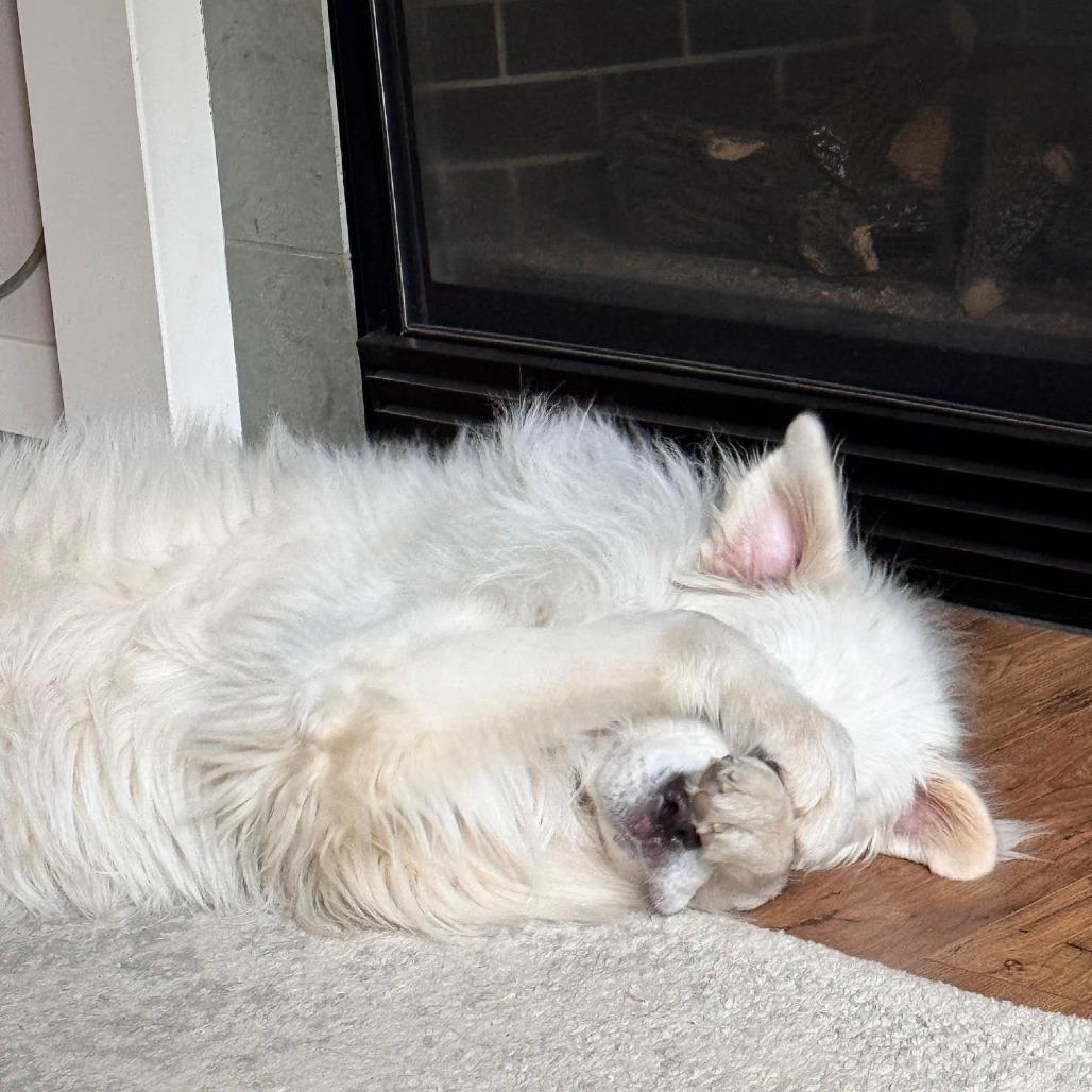 Duke, Adoptable, Adult Male Great Pyrenees & Saint Bernard.