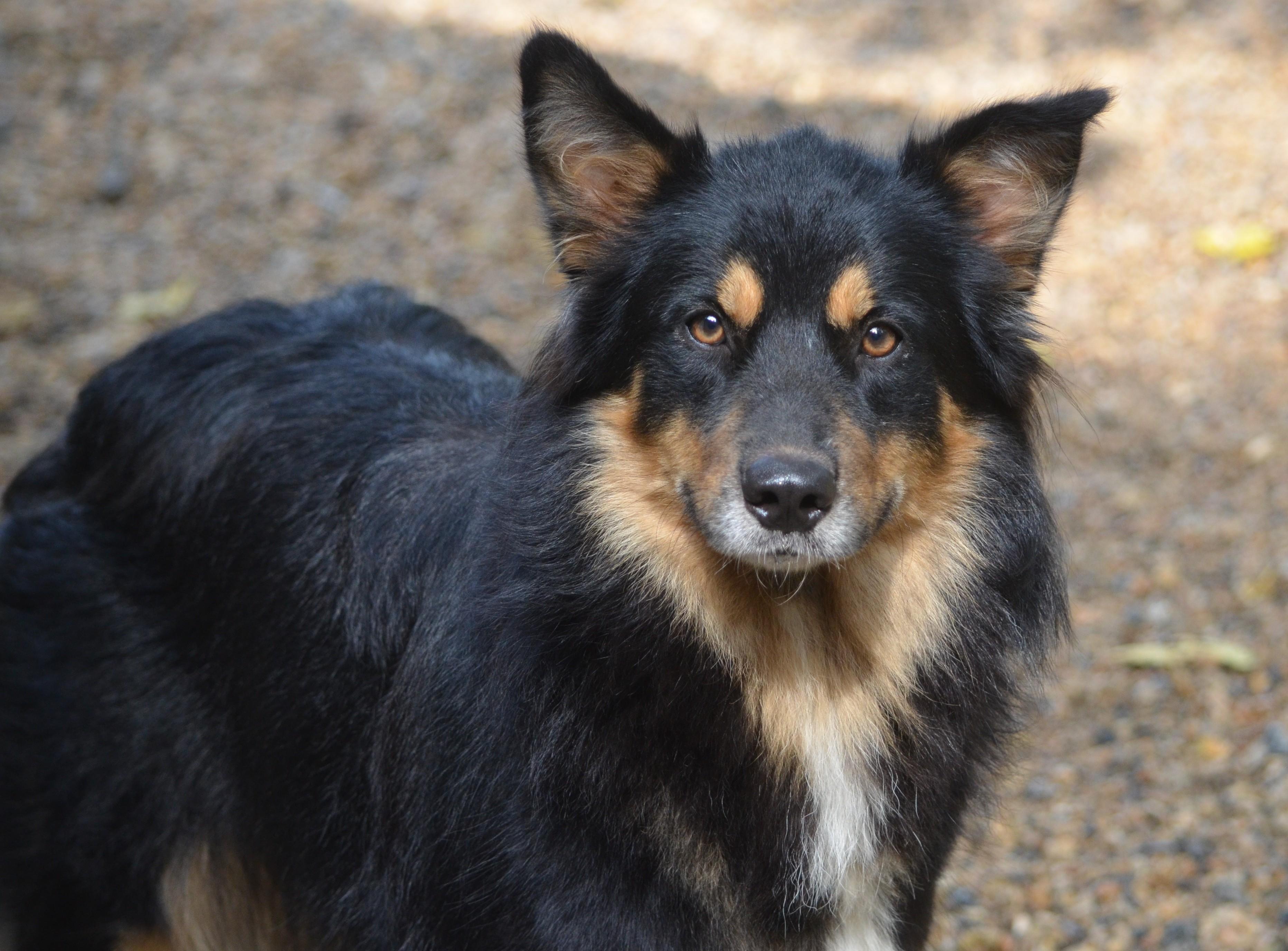 Skye ( adoption pending until 8/29)