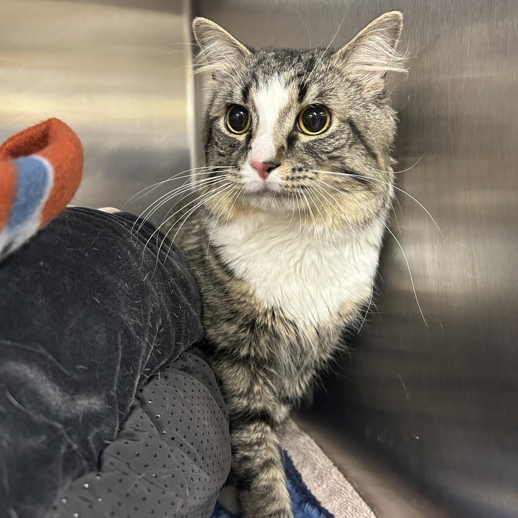 Clover, Adoptable, Adult Male Domestic Medium Hair.