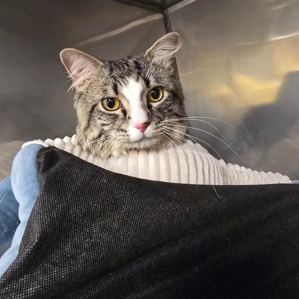 Enlarge Clover, a Adoptable Domestic Medium Hair in Waldorf, MD image 2/4