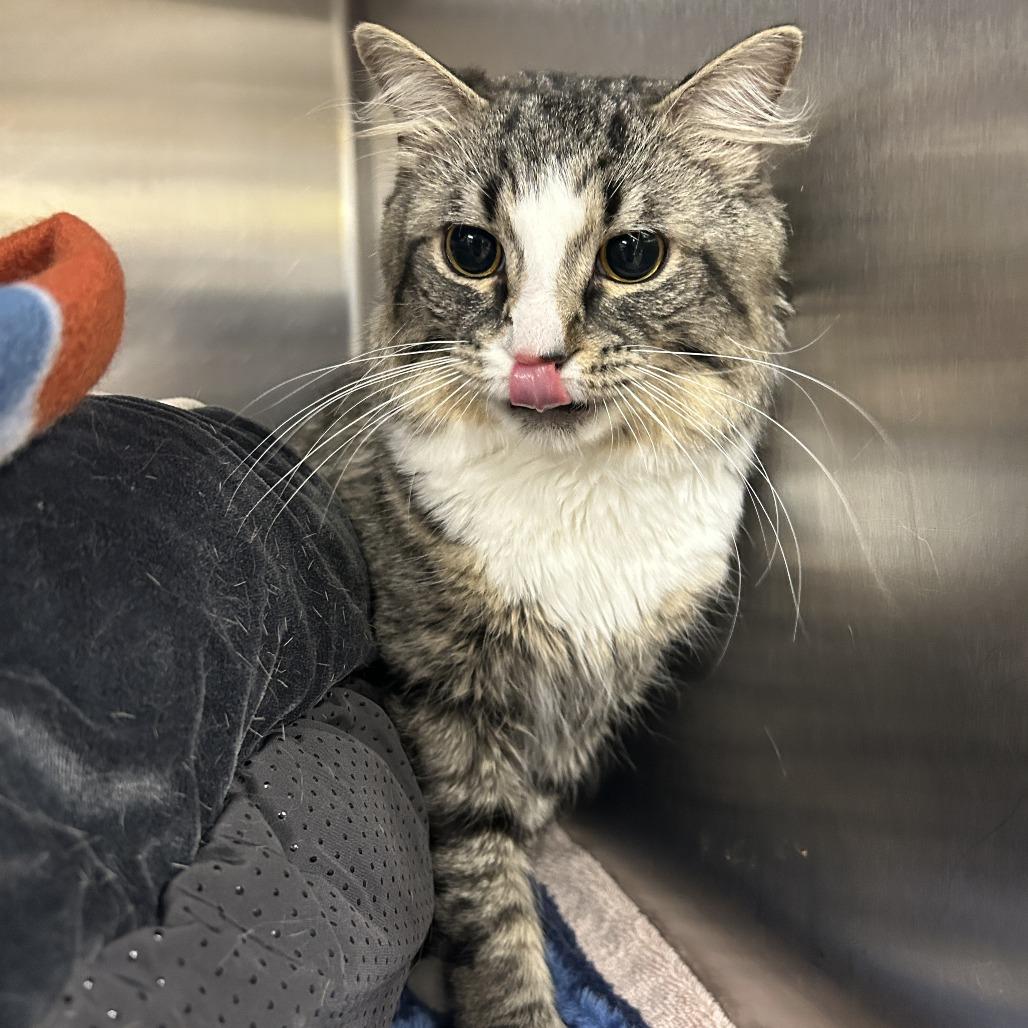 Enlarge Clover, a Adoptable Domestic Medium Hair in Waldorf, MD image 4/4