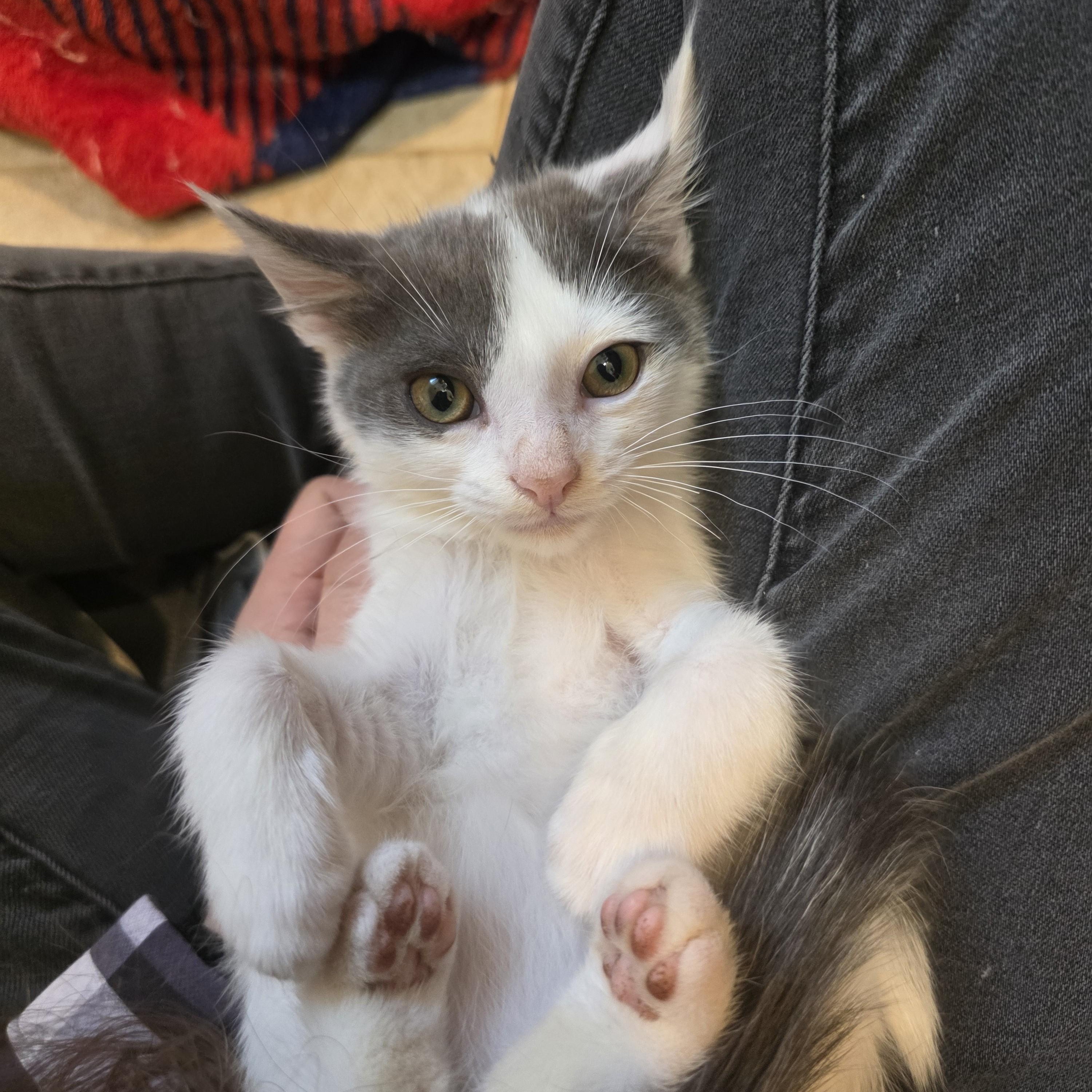 Benny, a Adoptable mixed breed in Moriches, NY image 3/3