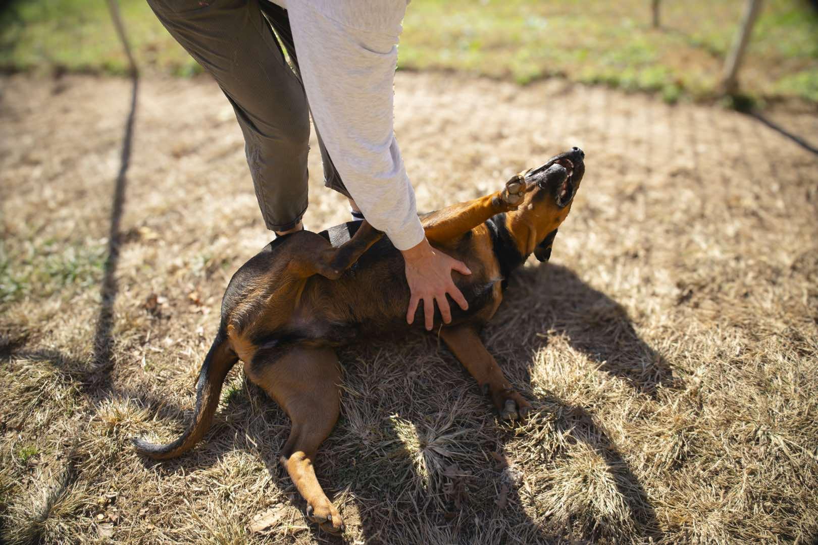 Turbo, a Adoptable mixed breed in Talbott, TN image 3/6