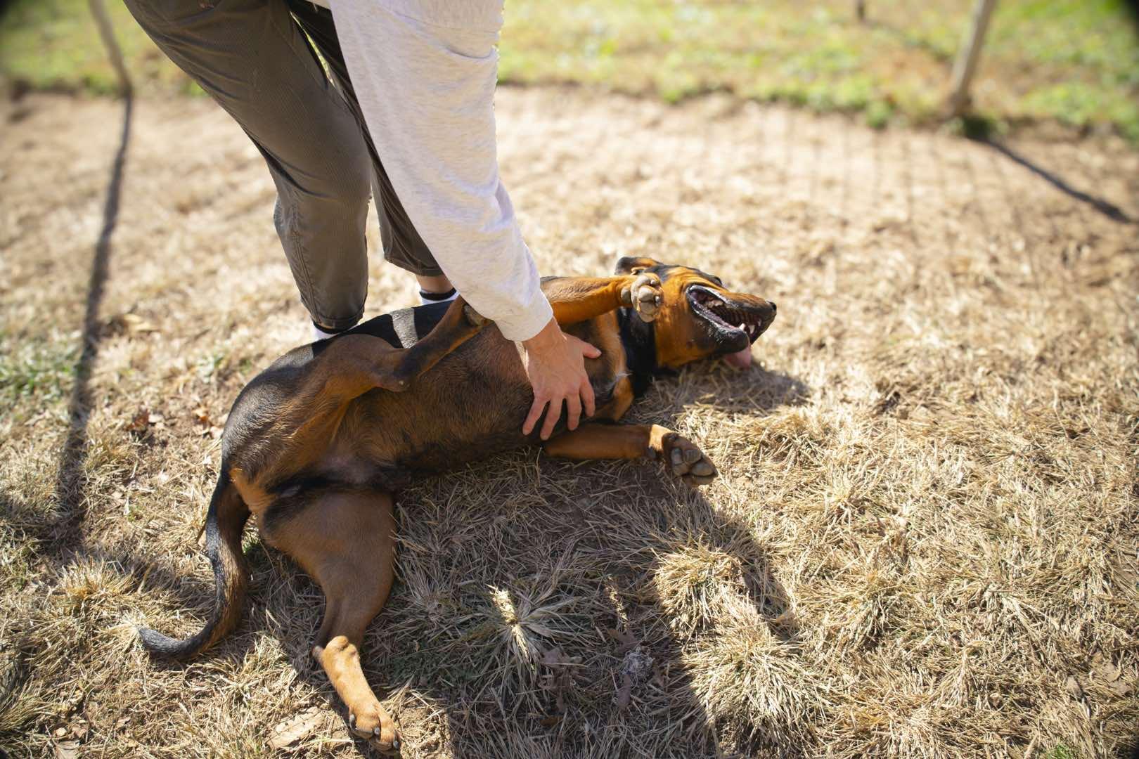Turbo, a Adoptable mixed breed in Talbott, TN image 4/6