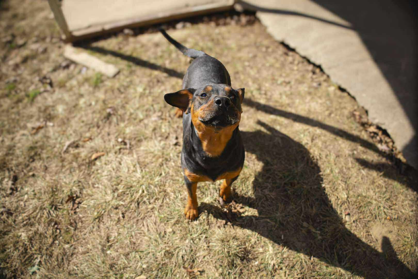 Turbo, Adoptable, Young Male Rottweiler.