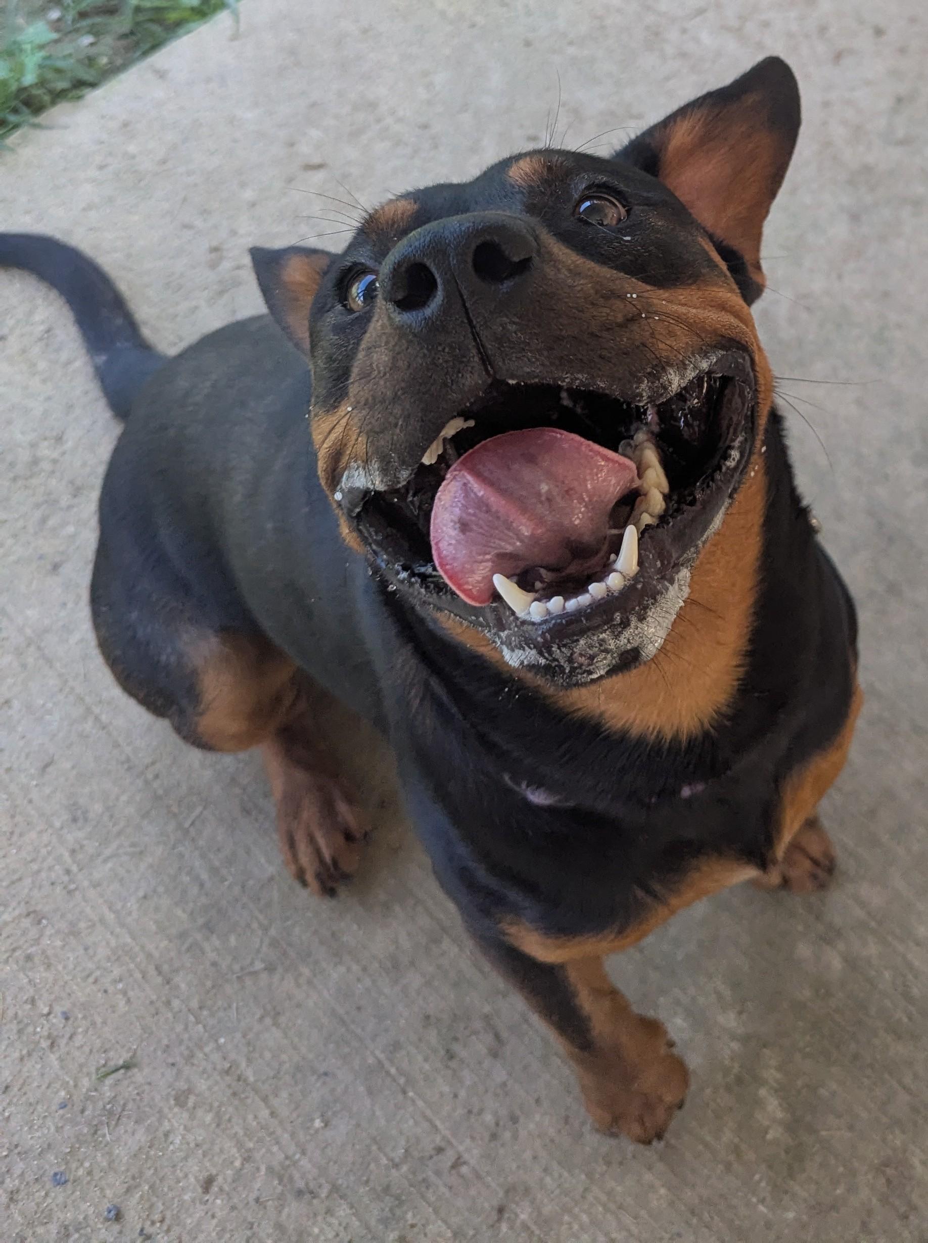 Turbo, a Adoptable mixed breed in Talbott, TN image 6/6