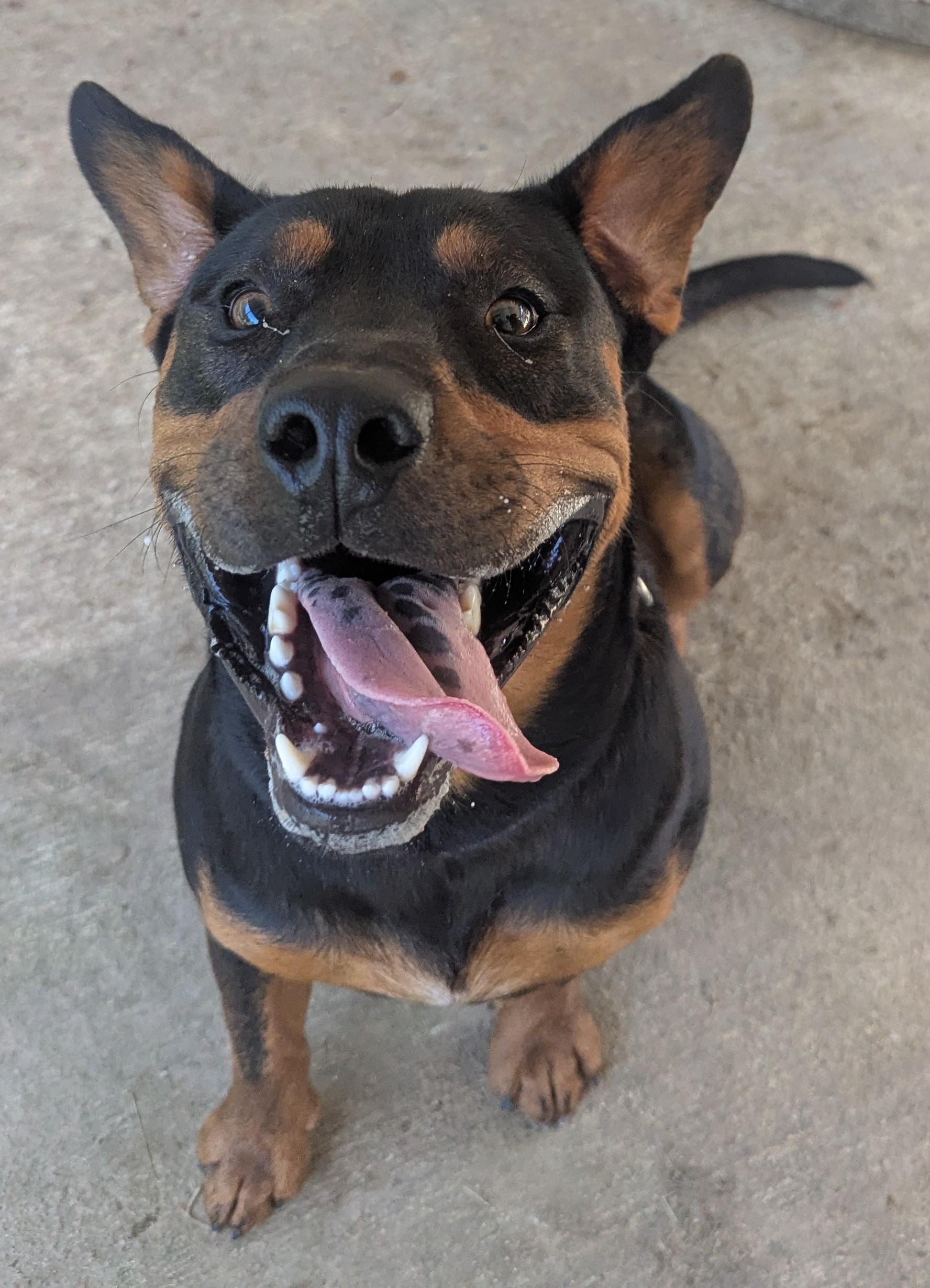 Turbo, a Adoptable mixed breed in Talbott, TN image 5/6