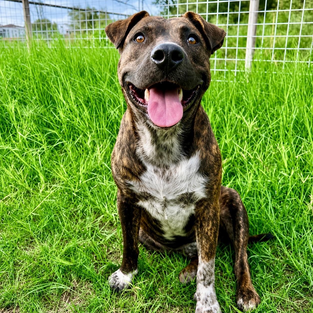 Tom, Adoptable, Adult Male American Staffordshire Terrier & Treeing Walker Coonhound.