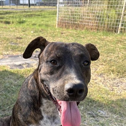 Enlarge Tom, a Adoptable mixed breed in Houston, TX image 4/5